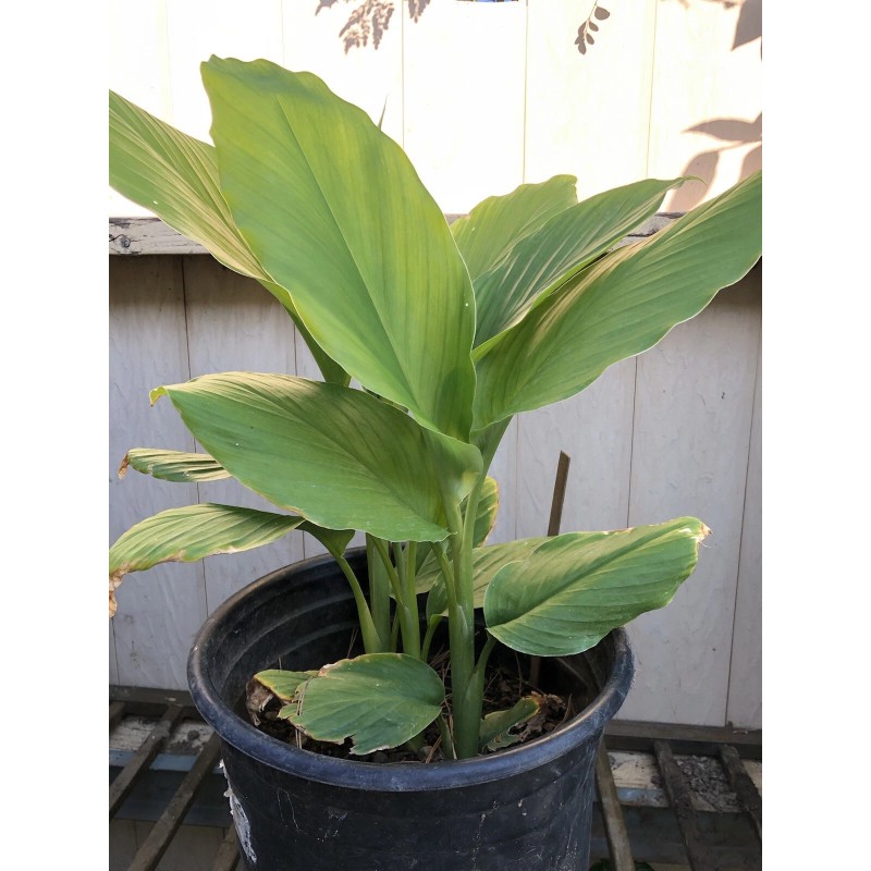 Turmeric Roots 10 Fresh Turmeric Roots Curcuma Longa Ready To