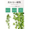 MedianField 【 観葉植物 アイビー 1本 】 壁掛け インテリア アンティーク 雑貨