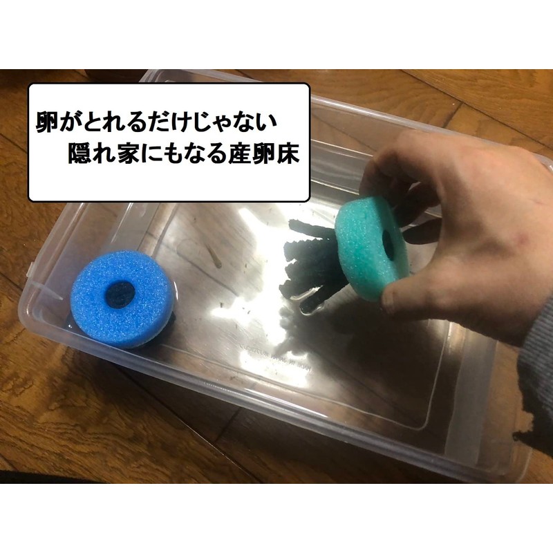 [Japanese Brand] HIMARISUN Eggs Can Be Removed, Jagged Legs Spawning