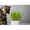 CZ Grain 1 Pound Cat Grass Seeds for Growing |