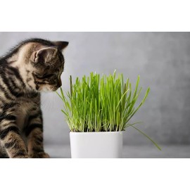 CZ Grain 1 Pound Cat Grass Seeds for Growing | 4 Way Blend, Rye, Wheat, Oats and Barley