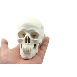 Zgood - Modelo anatómico de hueso de calavera con cabeza anatómica