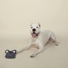 Fringe Studio Plush Dog Toy, Durable, Let's Have Some Koala-TY