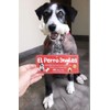 Huesos de Carnaza para Perros, Diferentes Tamaños, Excelente Calidad