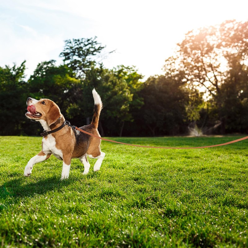 Wolfone 2-Pack 6 FT Waterproof Dog Leash Brown Widths 19mm&25mm