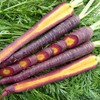 Organic Cosmic Purple Carrot Seed - 1/4 LB ~72,800 Seeds