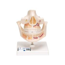 3B Scientific VE281 Adult Denture - 3B Smart Anatomy