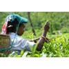 Hatikuri Tea Garden Organic Assam Tea Orthodox