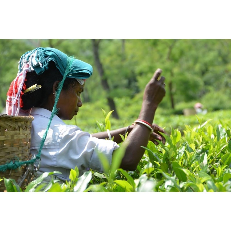 Hatikuri Tea Garden Organic Assam Tea Orthodox