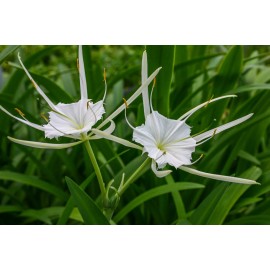 Unbranded Live Spider Lily Tropical Aquatic Marginal Pond/Bog Plant - 4'' Pot