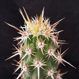 Echinocereus brandegeei Cacti Cactus Succulent Real Live Plant