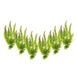 CANTON AQUATICS Live Aquarium 6 Hornwort Coontail Indoor Plants - Excellent Aquarium Plants - Beautiful Effect to Aquarium - Fast Growth, Long Lasting & Easy to Care Aquatic Plants - Bunch
