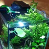 WOONEKY Betta Leaf Hammock Fish Rest Pad Double Bed for