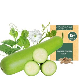 Long Bottle Gourd Seeds – 15 Count Non-GMO Lagenaria siceraria (Opo Squash, Dudi Calabash, Long Melon) for Planting – Fast-Growing Vegetable Vine Starter