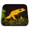1 x Square MDF Fridge Magnet - Golden Poison Frog