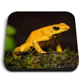 1 x Square MDF Fridge Magnet - Golden Poison Frog Yellow Frogs 45174