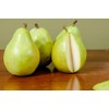 SHINSEIKI Asian PEAR Tree - Size: 4-5 ft, Live Fruit