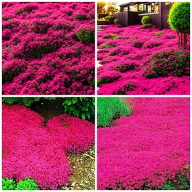 21000+ Magic Creeping Thyme Seeds for Planting Ground Cover Plants Heirloom Flowers Perennial Thyme Non-GMO Thymus Serpyllum Seed