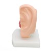 Human Ear Anatomical Model Clear Structure Simulation Inner Ear Model