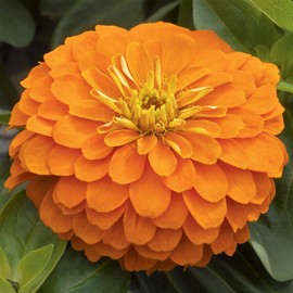 Zinnia Flower Garden Seeds - Magellan Series - Orange - Packet of 10 Seeds - Annual Flower Gardening Seed - Zinnia elegans