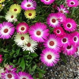 RAISE ME UP: Papper Daisy Mix Sunray Acroclinium Annual Flowers