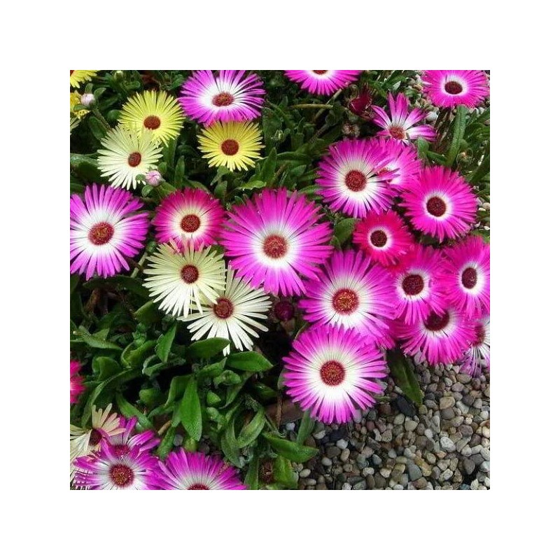 RAISE ME UP: Papper Daisy Mix Sunray Acroclinium Annual Flowers
