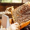 2022 New Bee Smoker Bellow, Beekeeping Supplies Tools, Bee Smoker,