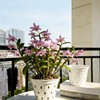Gyfofix 5 Pack 5.5 Inch Orchid Pots, White Plastic Planters