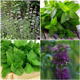 Seed Needs Mint Seeds for Planting Spearmint, Peppermint, Lemon Mint & Pennyroyal - Non-GMO Heirloom & Untreated Herb Seeds to Plant an Indoor Outdoor Home Grown Garden (Variety Pack of 4)
