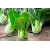 KIRA SEEDS - Seeds Bok Choy Chinese - Green Cabbage