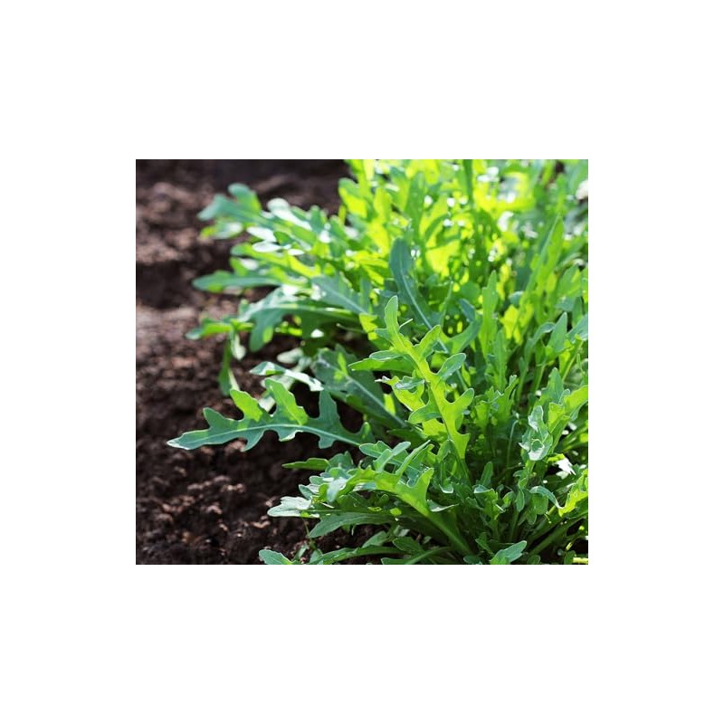 PREMIER SEEDS DIRECT - ROCKET - SALAD - CULTIVATED -