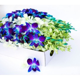 Farm-Fresh PRIME NEXT DAY DELIVERY - Orchids in Bulk: 40 Blue and White Assorted Dendrobium Orchids from Thailand .Gift for Birthday, Sympathy, Anniversary, Valentine, Mother’s Day Fresh Flowers