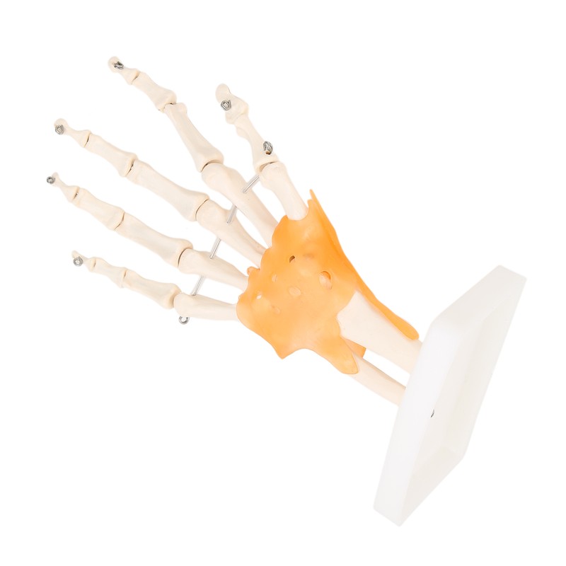 Human Hand Model Hand Joint Display Model for Patient Training