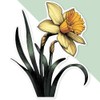 Azeeda 'Daffodil Flower' White Premium Vinyl Decal Sticker – Waterproof,