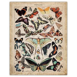 Vintage Butterflies Poster Print: 11x14 Unframed Photo For Home, Office, Dorm & Bedroom Decor - Creative Idea for Butterfly Lovers and Boho Decor Enthusiasts