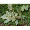 Tree 2 foot tall! Hawaiian Kukui nut tree * Aleurites