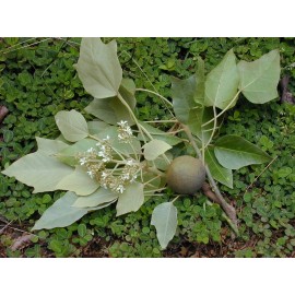 Tree 2 foot tall! Hawaiian Kukui nut tree * Aleurites moluccanus * Tropical Plant