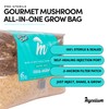 Mycelium All-in-One Mushroom Grow Bag – 6 lb Sterilized Substrate