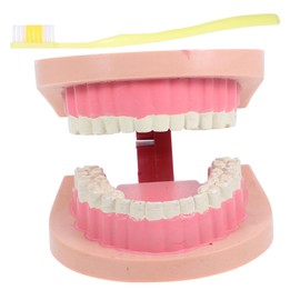 IWOWHERO Realistic Teeth Teaching Model for Portable Dental Model for Elementary Science Education and Oral Health Learning for Classroom and Home Use