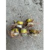 Sugarcane 5pcs Rooted Sugarcane Cutting Sweet Juicy Tropical Live Plant
