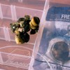 Naturally Preserved Fishing Bait – 2-Year Shelf-Stable, Ideal for Freshwater