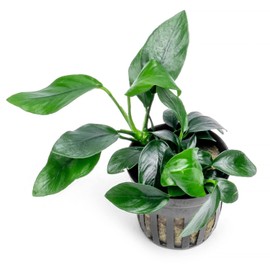 SubstrateSource Anubias Live Aquarium Plants - Potted Freshwater Plant for Fish Tanks, Terrariums - Beginner Friendly Low Light (Spear Leaf, 5 Pots)