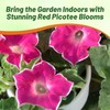 Outsidepride Red Picotee Morning Glory Seeds - 50 Pcs. Annual,