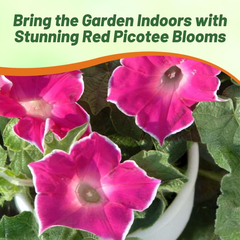 Outsidepride Red Picotee Morning Glory Seeds - 50 Pcs. Annual,