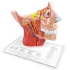 EVOTECH SCIENTIFIC Human Cranial and Autonomic Nerves Anatomical Model, Life