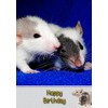 Rat Birthday Card
