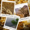 AAY’HAN | 100% Pure Frankincense (Sacra) Essential Oil from Oman