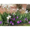 White 4 Bearded Iris Rhizomes White Heirloom - FRESHLY DUG