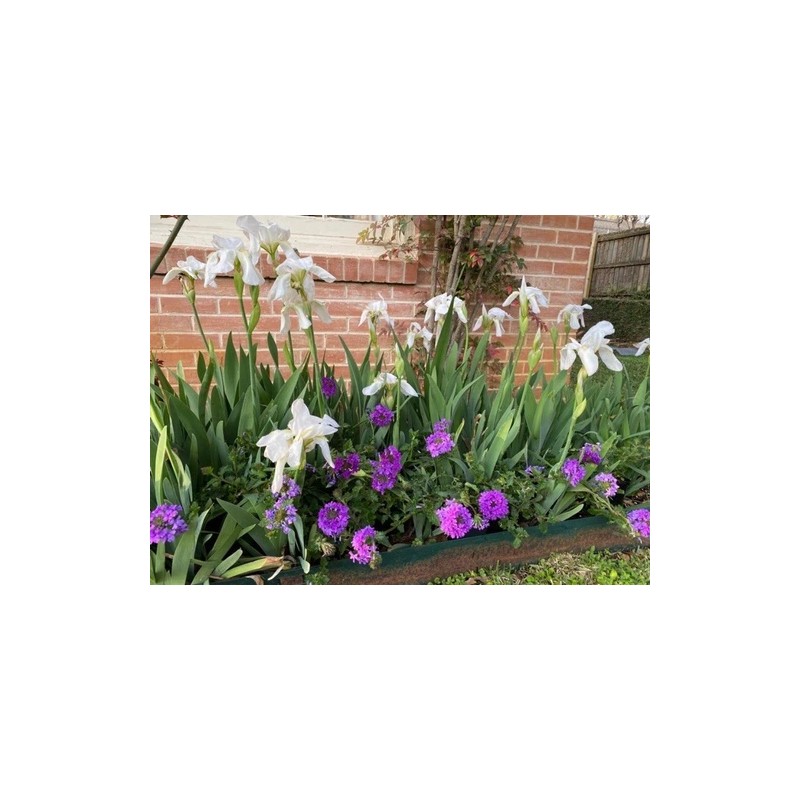 White 4 Bearded Iris Rhizomes White Heirloom - FRESHLY DUG