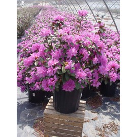 Live Plant, Rhododendron X `PJM Elite` Evergreen Lavender Flowers, 3-Gallon Fully Potted Plant Bush from Green Promise Farms